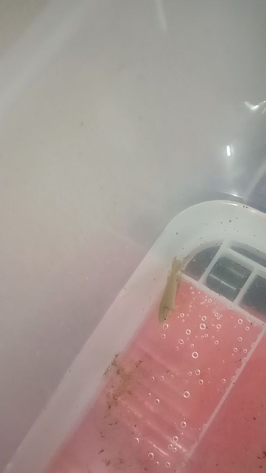 我家的斗鱼不吃这料呢!怎么回事啊?不是说斗鱼专用饲料吗?#我在抖音买买买