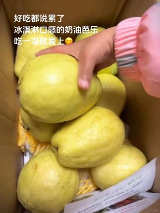 好吃我都说累了,冰淇淋口感的奶油芭乐,吃一次就爱上!#芭乐#红心芭乐 #奶油芭乐#新鲜应季水果 #口感特别好