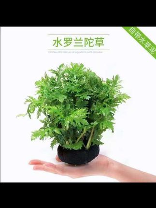 新手养鱼水草精品造景水罗兰净水水质阴性草易养易活鱼缸懒人水草#水草 #鱼缸造景 #净水质 #造景 #养鱼水草
