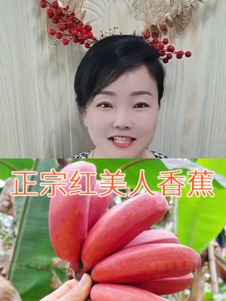 #正宗红美人香蕉#爆甜好吃香蕉#红美人香蕉现采现发