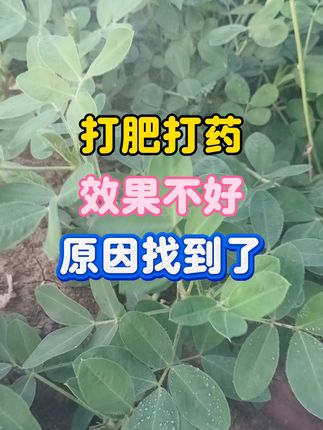 打肥打药效果不好原因找到了,金赞卵磷脂扩展渗透剂耐雨水冲施,打一次顶三次#卵磷脂 #金赞卵磷脂 #卵磷脂的作用 #病虫害防治 #打药