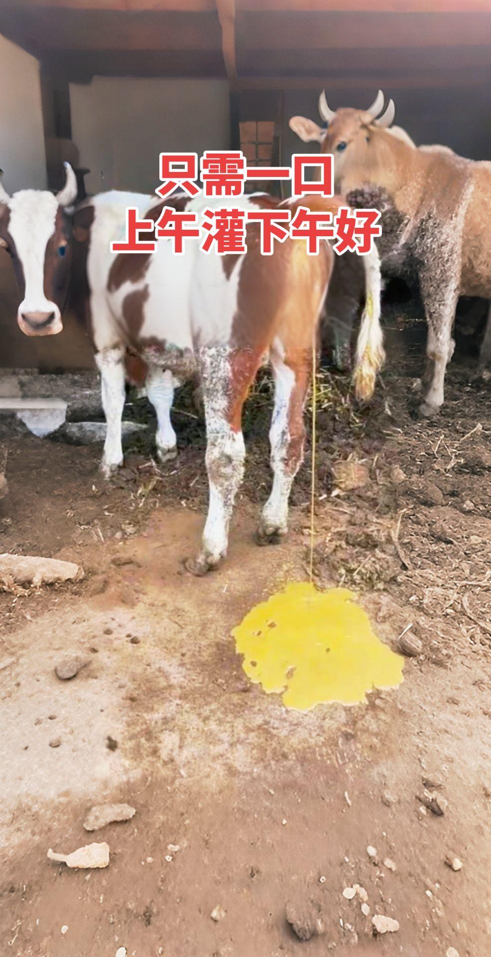 #AI扩图 #牛羊养殖 #养牛人 #牛羊拉稀 #繁殖母牛
