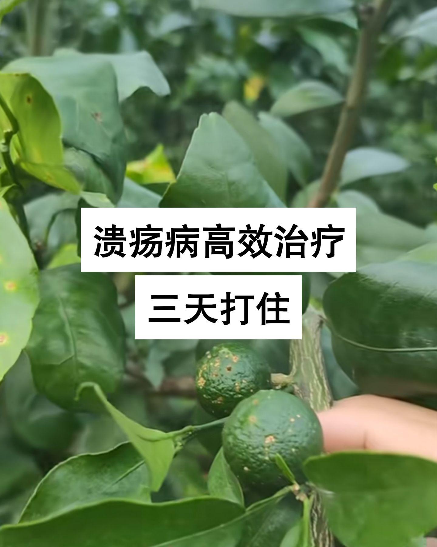 溃疡病高效治疗配方,三天彻底解决#溃疡病 #柑橘病害 #柑橘溃疡病