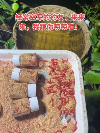 红蛆虫钓鱼就是牛 经常空军的大佬们,来,我们唠唠嗑#不空军神饵 #钓鱼的乐趣只有钓鱼人懂 #大个体红蛆虫 #野钓 #溪流钓