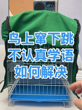 鸟不认真学语如何解决#养鸟