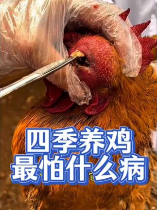 #上热门 #三农#新农人计划2025#鸡呼噜怪叫#鸡张口呼吸@抖音小助手 @DOU+上热门