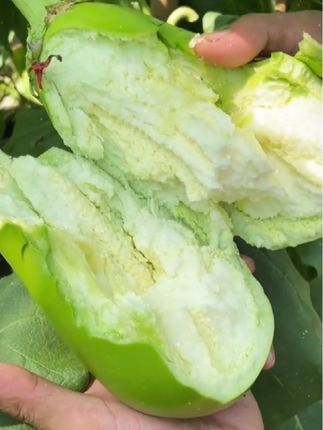 河南农家青皮茄子,口感软嫩,可生吃,每天现摘现发#茄子 #青皮茄子#现摘现发新鲜到家 #农产品 #新农人计划