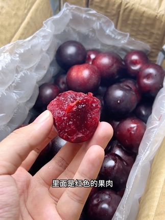 真的很甜的澳洲红李,你们一定要去买#优质农产品 #水果 #澳洲红李子