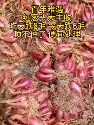 #农产品 #红葱头#抖音助农扶农 #农副产品 #红葱头#红葱头油鸡