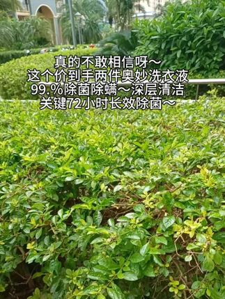 你真的想不到这个价就到手2.7斤奥妙洗衣液!!!72小时长效抑菌~添加双重酵素~99%除螨除菌~#超划算超便宜 #我捡到宝了 #生活必备 #奥妙洗衣液 #实惠