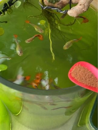 同款鱼食日清b2#同款小黄车下单购买 #种草 #鱼食