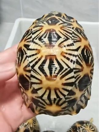 这种辐辐你们见过吗? #观赏龟 #宠物龟 #神奇动物在抖音 #上热搜