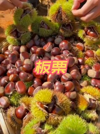 软糯香甜的板栗,真的太好吃了#板栗 #板栗熟了 #新鲜板栗 #快来一起尝个鲜 #优质农产品