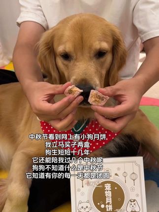 小狗也是家人!中秋节当然也要吃月饼啦!#萌宠好物 #养狗经验分享 #中秋节 #宠物月饼 #月饼