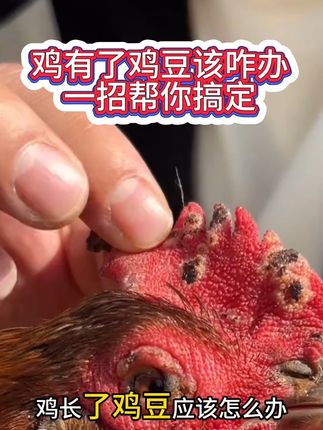 鸡长鸡痘该咋办 鸡长鸡痘该咋办#鸡痘 #鸡痘症状 #科学养鸡 #禽病防治