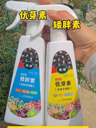 #太阳花 分枝多就要多次打顶修剪~每次修剪完后喷点优芽素和矮胖素~促进芽点分化~长出更多侧芽~侧枝多~花苞多~开花就爆满盆~#种植小技巧 #太阳花养护技巧 #养花小知识 #太阳花造型