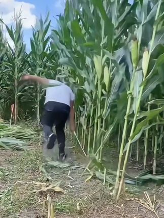 农用镰刀,家用割草刀,户外除草农用镰刀,多功能锰钢镰刀#助力三农 #实用工具 #省时省力 #锰钢镰刀
