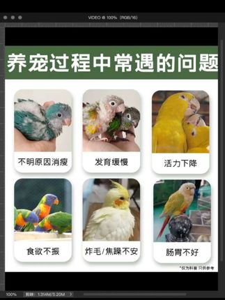 鹦鹉体内外寄生虫都有哪些表现,鹦鹉如何做体外驱虫 如何预防鹦鹉寄生虫#鹦鹉驱虫 #体外驱虫 #鹦鹉饲养知识 #养鸟经验分享 #手养鹦鹉
