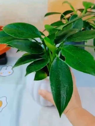 金钻绿植盆栽水培#绿植#
