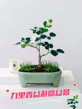 宝子们,九里香盆栽千万别错过!无论是客厅、办公室,它都是绝佳点缀。四季能开花,仿佛把四季的美好都凝于一室。室内水培超省心,置于桌面,小巧美观,满室生香,瞬间提升格调,妥妥的网红绿植。#盆景盆栽 #小盆景 #九里香盆景 #九里香盆栽 #网红绿植