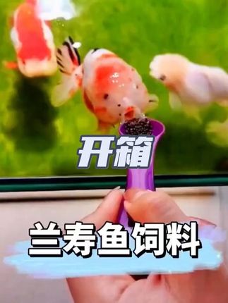 #金鱼饲料 #兰寿饲料金鱼专用高蛋白罗汉泰狮狮子头上浮下沉型鱼食小颗粒鱼粮#鱼饲料#好物分享