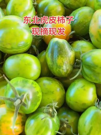#虎皮柿子 #黄虎皮柿子 #东北柿子 #现摘现发新鲜到家 #在抖音入手的好东西