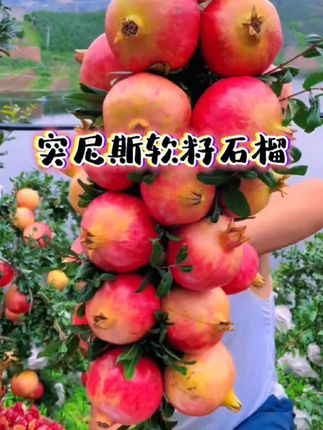 四川会理突尼斯软籽石榴 2025年突尼斯软籽石榴成熟啦!每一个都是个大饱满,一口咬下去满口爆汁,吃石榴不用吐籽的快乐谁懂啊~吃起来特别过瘾!#优质水果 #果园直发 #突尼斯软籽石榴 #石榴熟了……