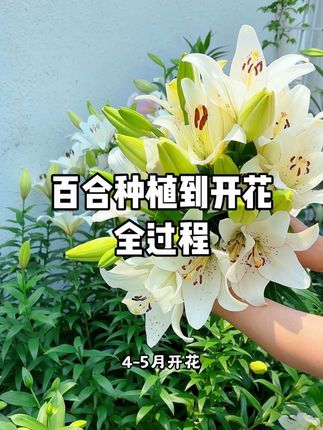 百合种球从种植到开花全过程#百合种球 #百合种植时间 #种植小技巧