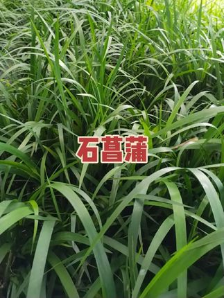 这些都是石菖蒲种子育出来的哦#石菖蒲