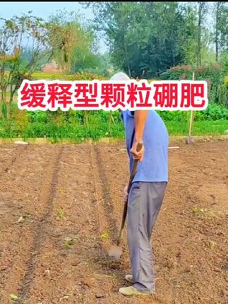 种油菜,不能只用复合肥和农家肥#油菜种植#颗粒硼#缓释型颗粒硼肥