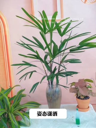 适合夏天养的水培植物#棕竹 它叶片独特形态潇洒,养在家里寓意好,好看又好养#水培植物#室内绿植 #净化空气 @DOU+小助手 @巨量千川