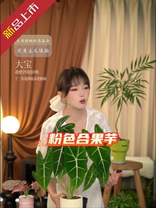 #好物推荐🔥 #合果芋 #粉色合果芋 #基地直发 #花卉绿植