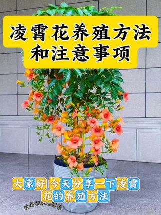 凌霄花盆栽养殖方法 凌霄花叶子发黄枯萎不生长不开花怎么补救 中华凌霄种植养护方法和管理技巧#盆栽凌霄花 #凌霄花养护 凌霄花树苗怎么种植长得旺盛不黄叶开花多花期长能长成棒棒糖 凌霄花黄叶掉叶只长叶不开花是什么原因怎么办 盆栽凌霄花好养吗 新手养殖凌霄花攻略 凌霄花怎么修剪 盆栽凌霄花黄叶怎么处理凌霄花施肥用什么肥料#凌霄花 #中华凌霄 #花肥 凌霄花专用肥料 盆栽凌霄花怎样安全过冬 凌霄花的叫法很多 倒挂金钟 喇叭花 五爪龙 攀援凌霄之姿象征着奋发向上 大展宏图 运势攀升 凌霄花夏季病虫害防治