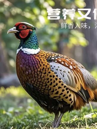 农家散养的会飞的#七彩野山鸡,五谷杂粮喂养,只有瘦肉没有肥肉,肉质紧实有嚼劲,家里有老人孩子孕妇的,可以拿来煲汤喝,营养丰富又美味#野山鸡 #野山鸡养殖 #快来一起尝个鲜