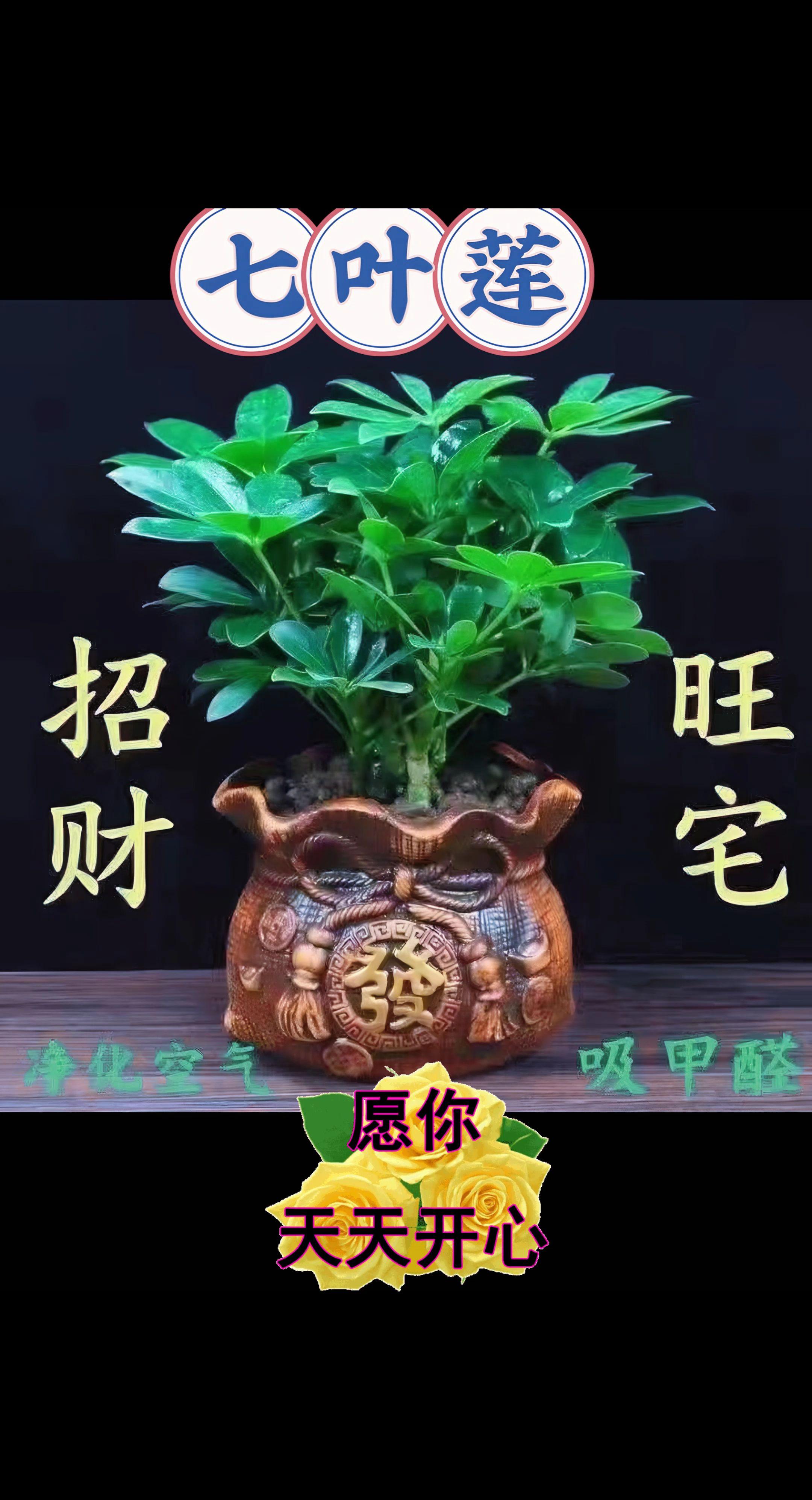 七叶莲。招财 旺宅 您的空气净化器 鸭脚木株形丰满优美,适应能力强,适宜布置客厅书房及卧室…… 鸭脚木能够吸收香烟燃烧时散发的尼古丁和其他有害物质,吸收甲醛、净化空气。家居装修后,放置鸭脚木就最适合不过了#室内绿植 #绿植盆栽 #净化空气 #花卉绿植 #绿植