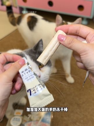 之前一包三根,一次要吃好多包,现在好了,一根就能磨牙解馋又过瘾啦#新手养猫 #新手养狗 #麦富迪羊奶棒