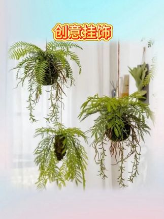 家里有阳台或者庭院的朋友注意了,我推荐你们要试试这个仿真蕨类吊球,把它挂在树上、阳台上或者是院子里,瞬间让你的家充满热带雨林的气息,而且它的叶片非常逼真,不管从哪个角度看都很自然,有了它,再也不用担心养不活花了,赶紧给家里买几个吧!#创意#推荐#分享#每天推荐#好物分享