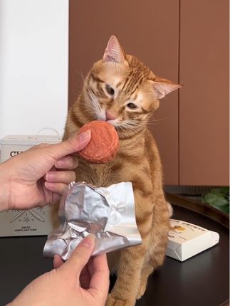 猫咪也能和家人一起吃上团圆月饼啦 #宠物月饼 #毛孩子也是孩子