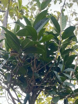 油菜宝宝生根壮苗促进开花花多结荚多中量元素增产叶面肥