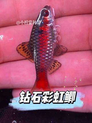 #钻石彩虹鲫 #观赏鱼 #养鱼日记 #轻松养鱼 #养鱼人