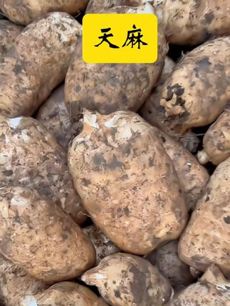 新鲜天麻 老家挖的新鲜天麻终于上桌了!做法简单到离谱,不会吃的赶紧码住~#我的乡村生活 #新鲜天麻#农产品 #营养丰富 #美食 #天麻 以实物为准