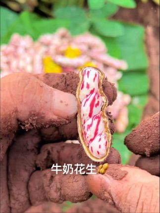 发现彩虹般的美味,#七彩花生 口感香脆,快来尝尝! #花生#湿花生新鲜 #好吃到停不下来#牛奶花生
