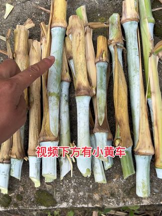 #杰哥无毛甜象草