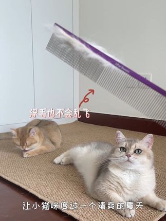 养猫人夏季必备的梳子!#萌宠出道计划 #猫 #金渐层 @抖音小助手