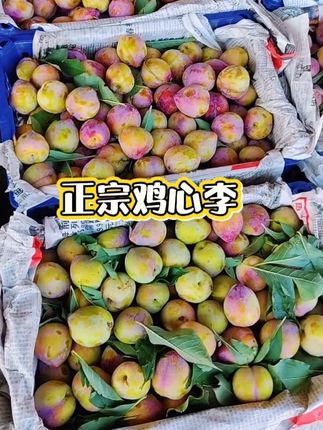 #东北鸡心李子 #东北鸡心李 #李子 #应季水果