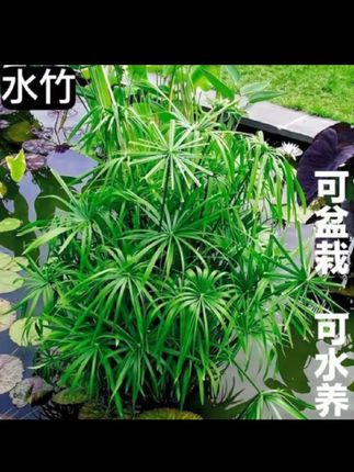 水生水培植物龟水竹盆栽水棕竹鱼缸水池塘旱伞草风车草苗四季常青#水竹 #水棕竹 #造景 #鱼缸里的大自然 #四季常青