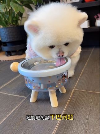 好看又好用,主要可以保护毛孩子脊椎,猫咪狗狗都能用#萌宠 #萌宠日常记录 #萌宠好物