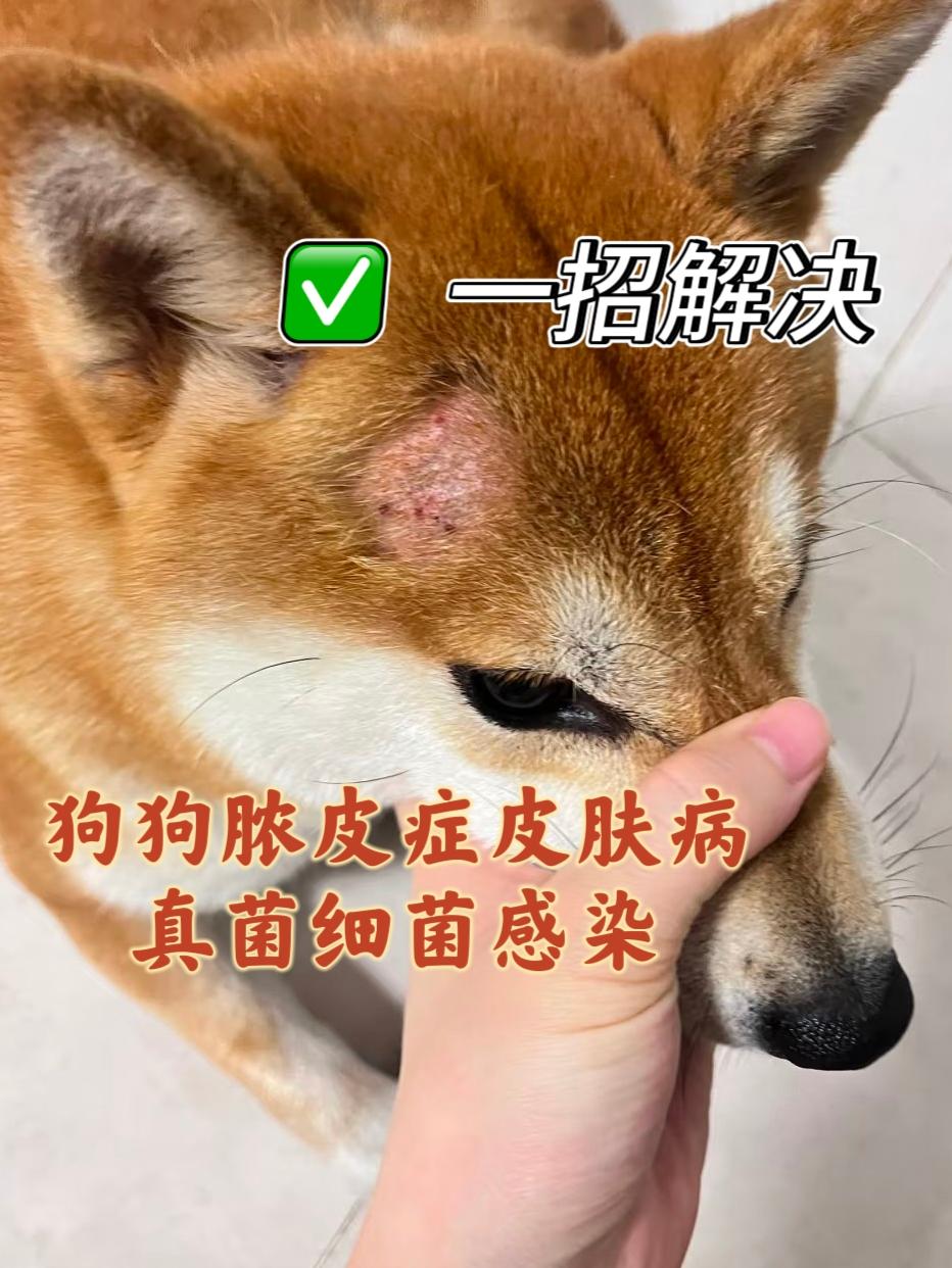 #养狗人 #狗狗 #日常分享 #铲屎官