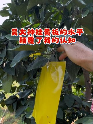 老吴这么有创意,我就不知道他挂完黄板还想去哪#柑橘种植 #原创视频 #防虫黄板