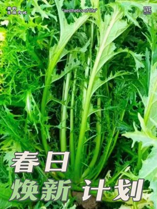 #雪里蕻 又叫雪菜,炒肉炖豆腐特别美味下饭,还可以腌咸菜和做梅干菜#阳台花盆小院均可种植 #雪菜 #雪里蕻种子